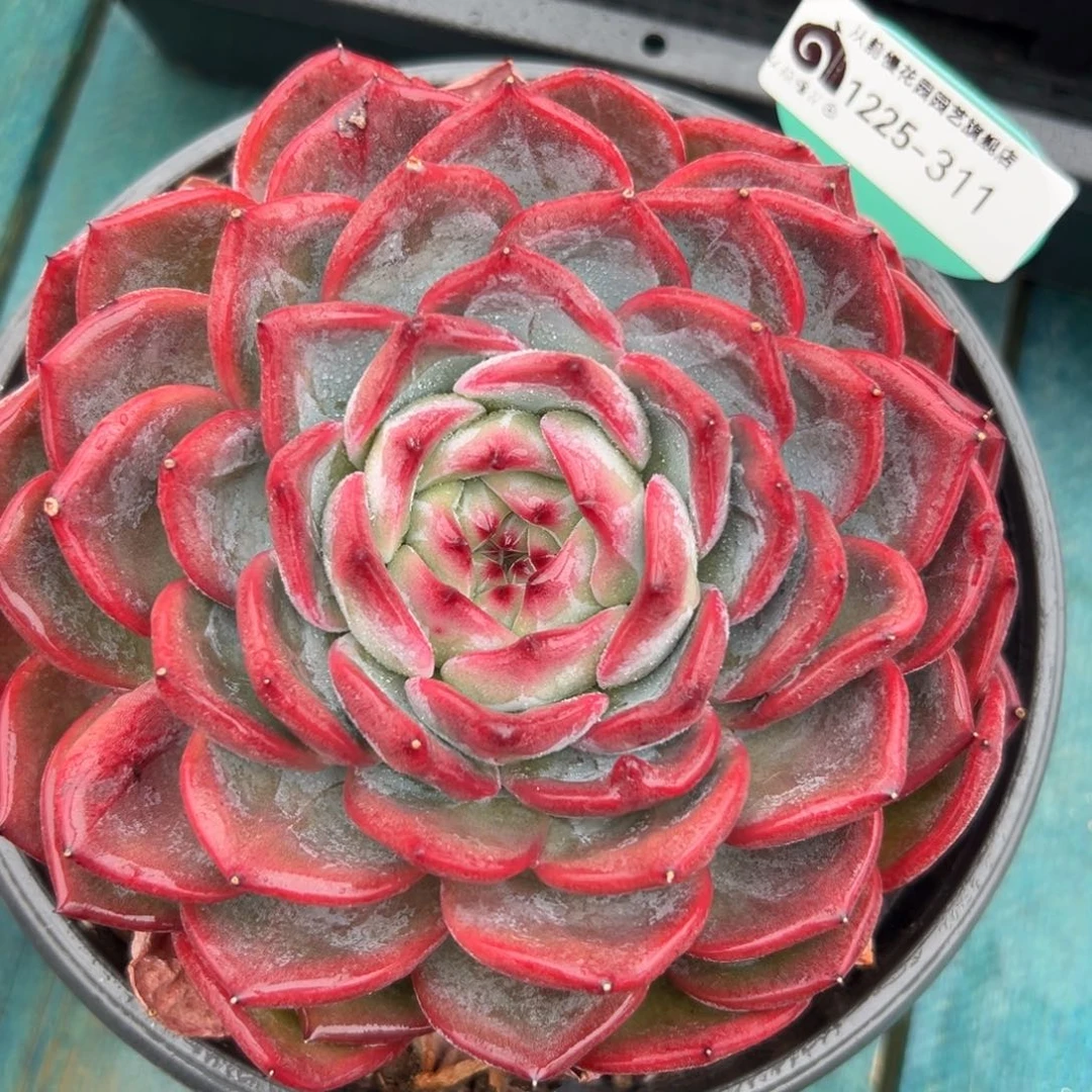 从前慢花园多肉编号1225-311