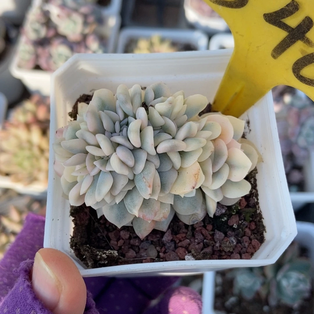 546雪精灵锦缀多肉