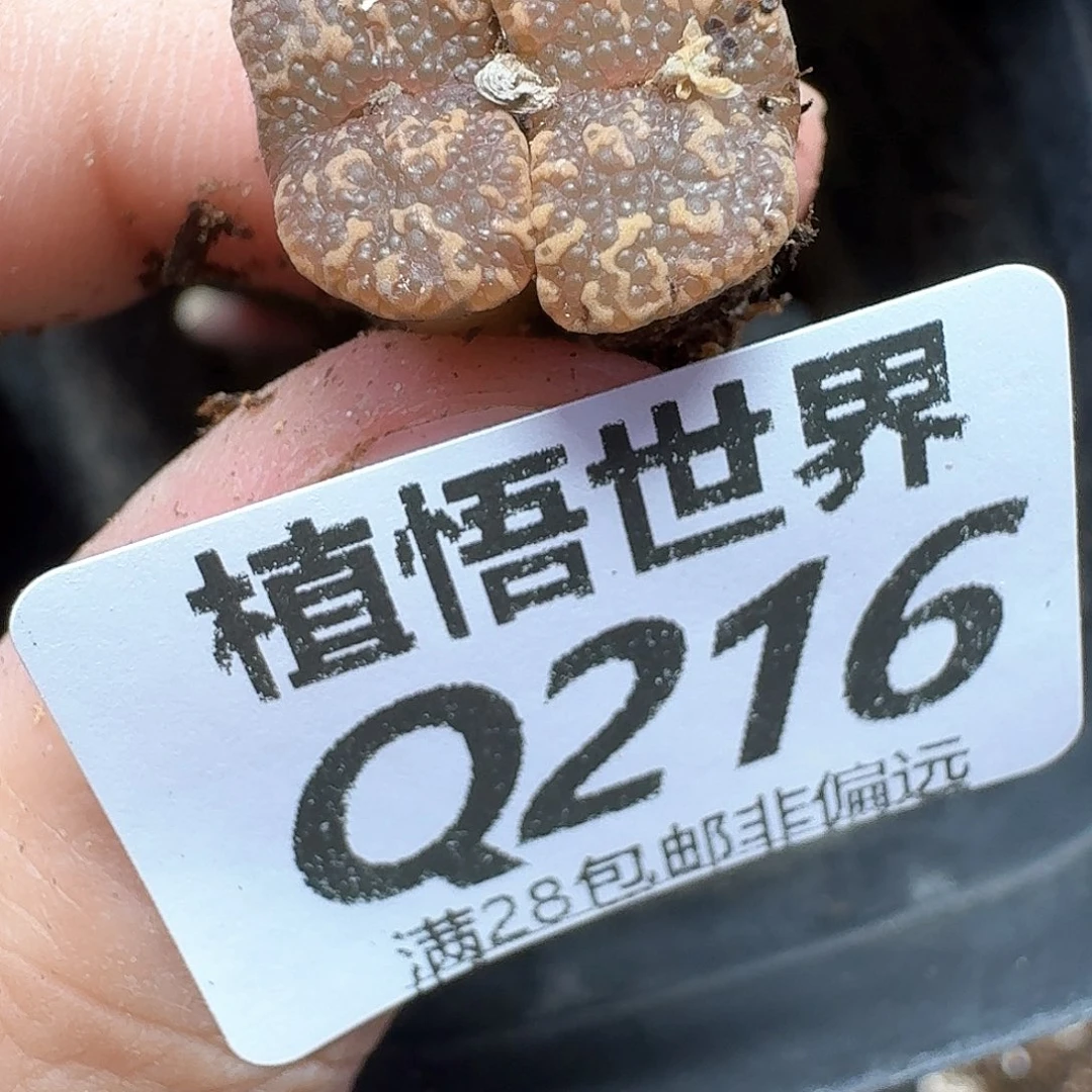 多肉植物的动作多