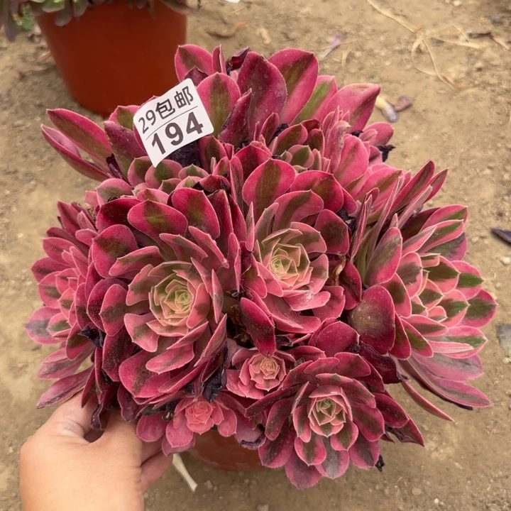 女巫……多肉植物……