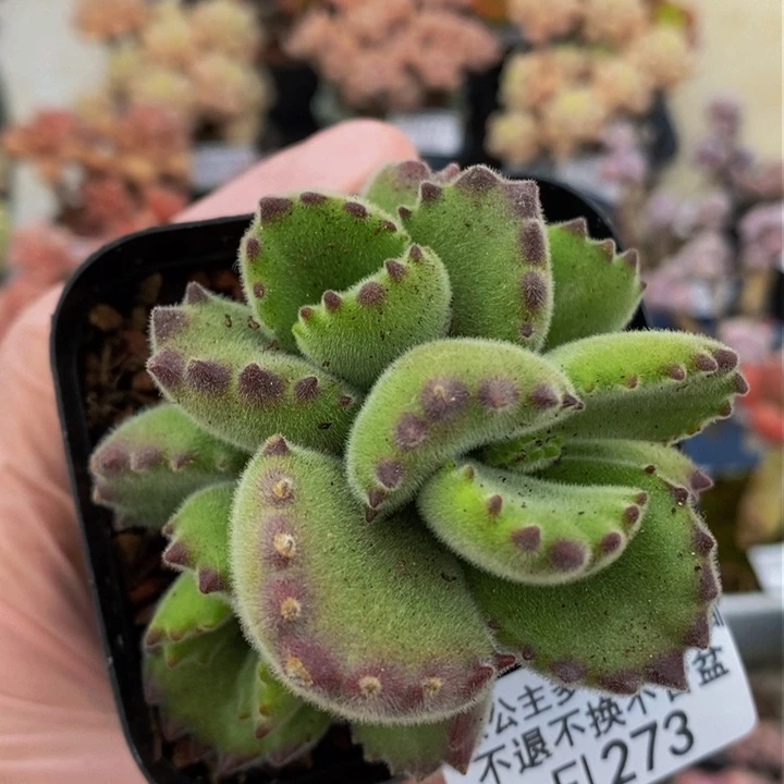 熊童子7cm273多肉植物k