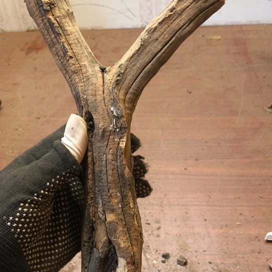 大果紫檀（缅甸花梨）杰**少