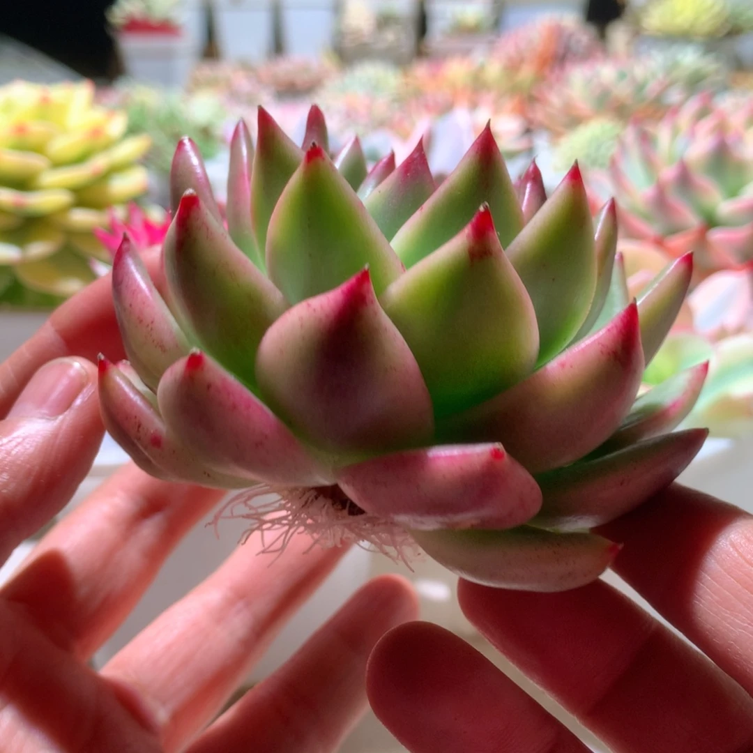 摩根锦大坨坨有根