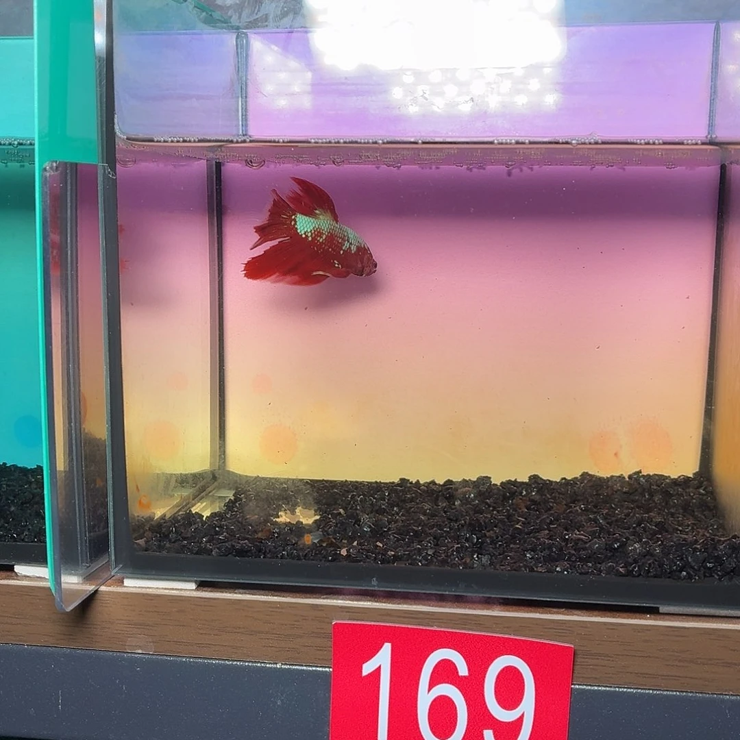 斗鱼彩金半月公鱼