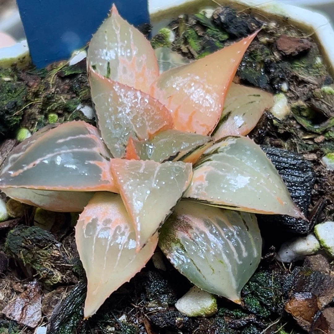 恭喜发财大吉大利836