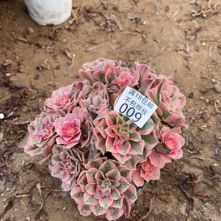 009粉女巫不太圆1