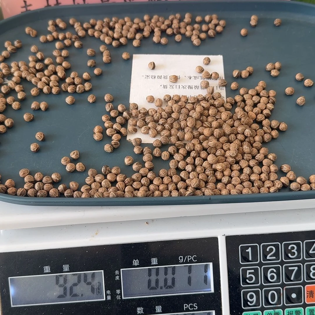 柏香籽/百香籽吊坠906号6.25+92克My
