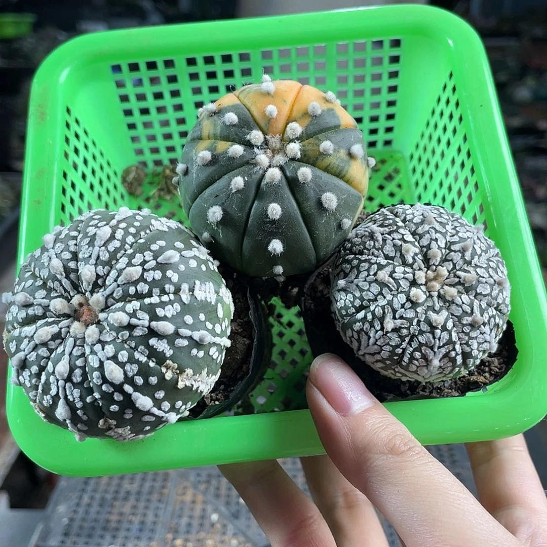 4.3cm实生v兜1颗兜锦1颗超兜1颗