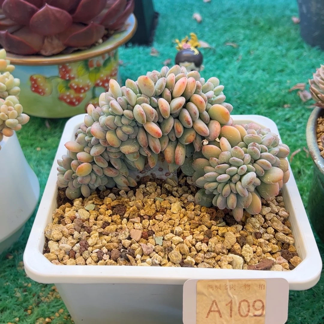 香香雪缀，，，，，，，，，，，，