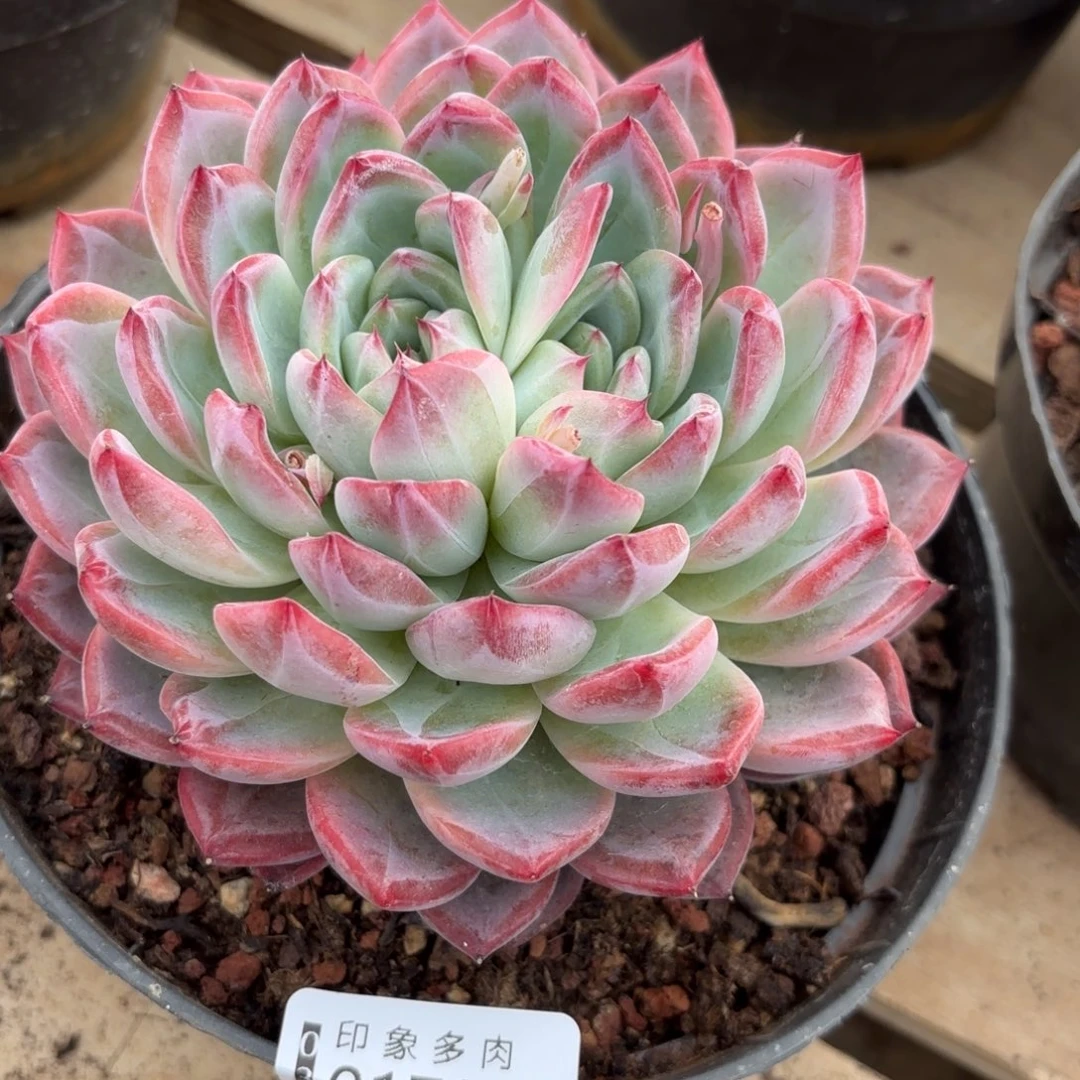 葫***子多肉植物01785gh