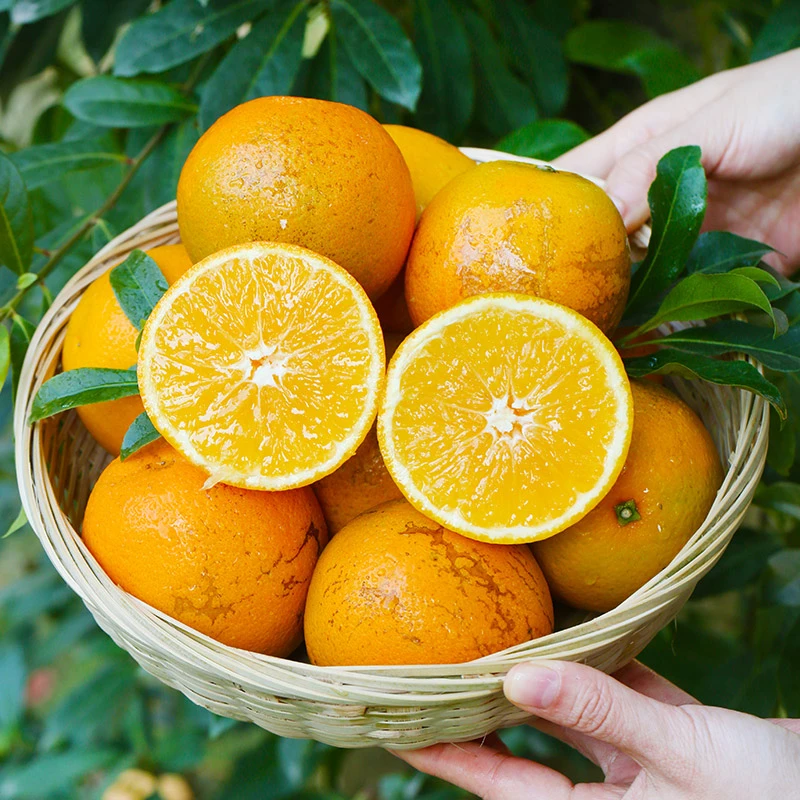 【正宗花斑橙】精选云南玉溪褚冰糖橙哀牢山新鲜采摘水果甜橙花斑果