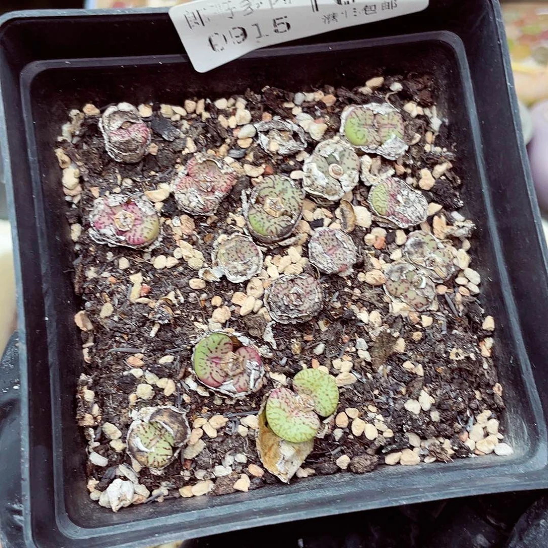 生石花18包邮0915-109