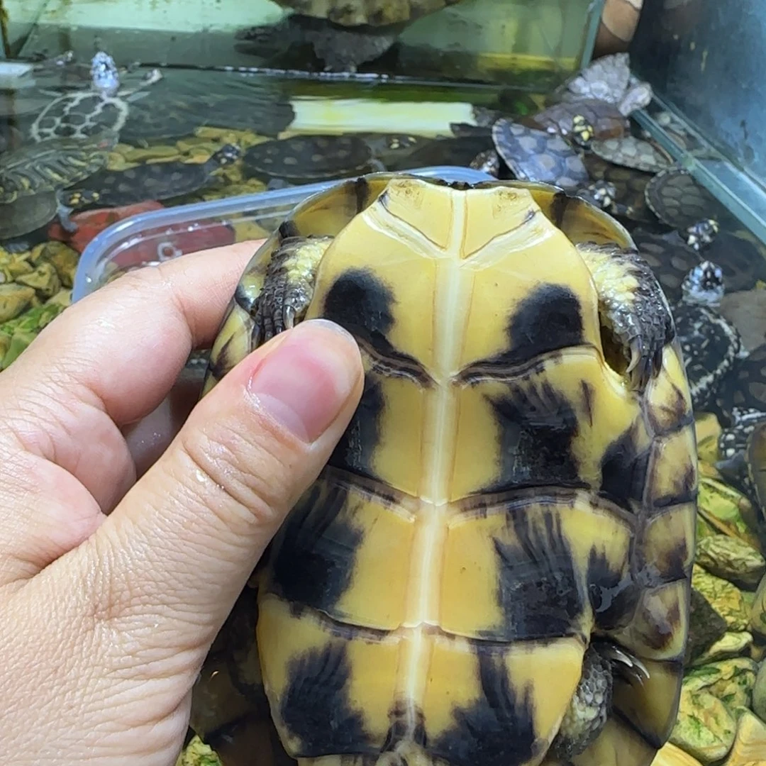 不分公母宠物龟大青