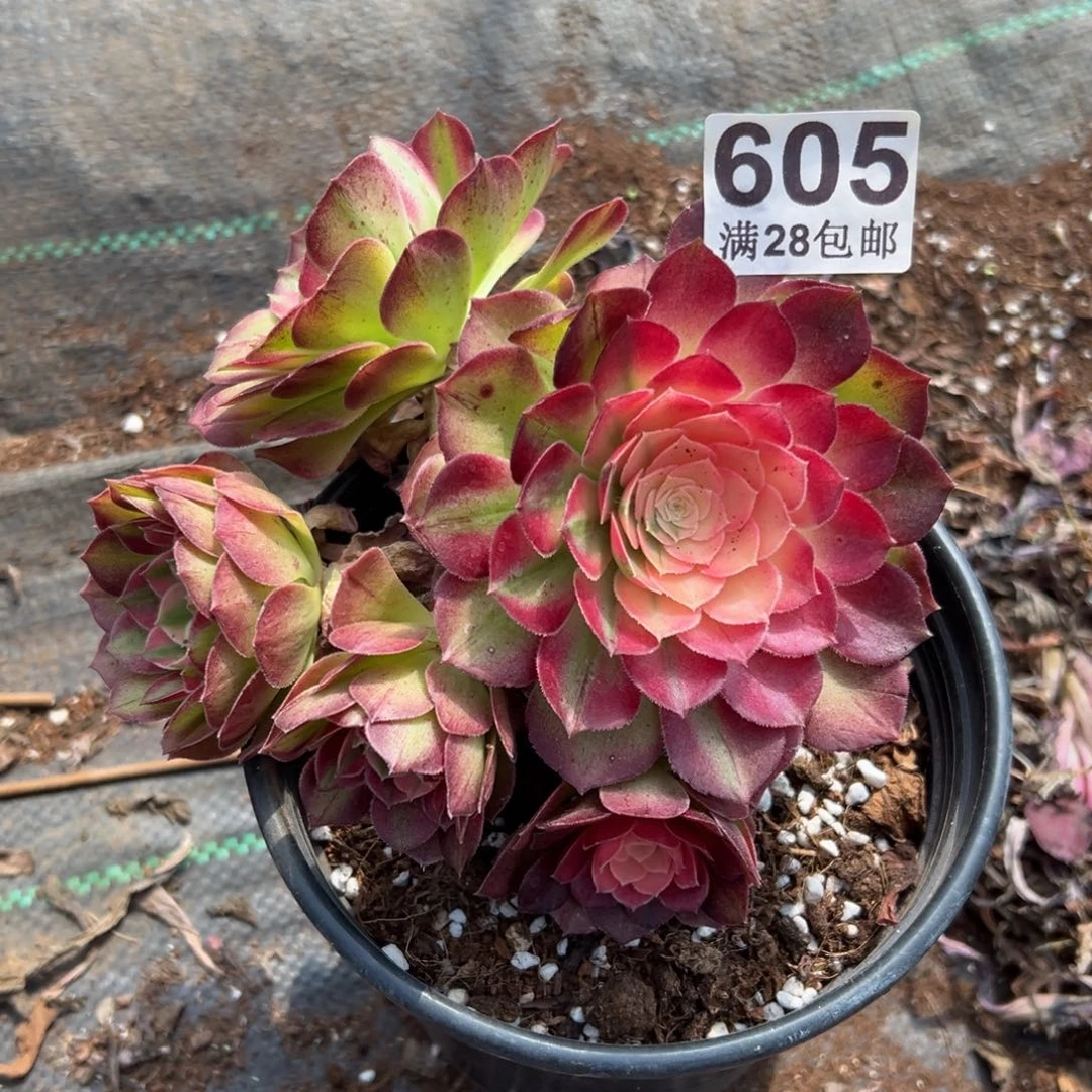 多肉植物605荔枝