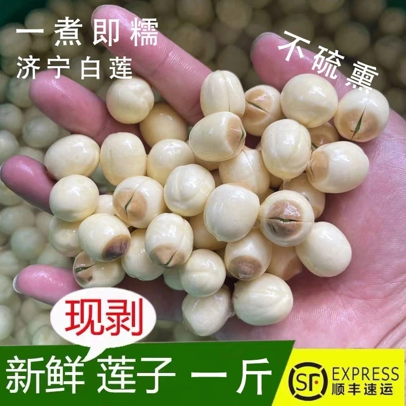 湖中老马家2025年新鲜莲子500g当天现摘现发纯手工去皮农家鲜莲子