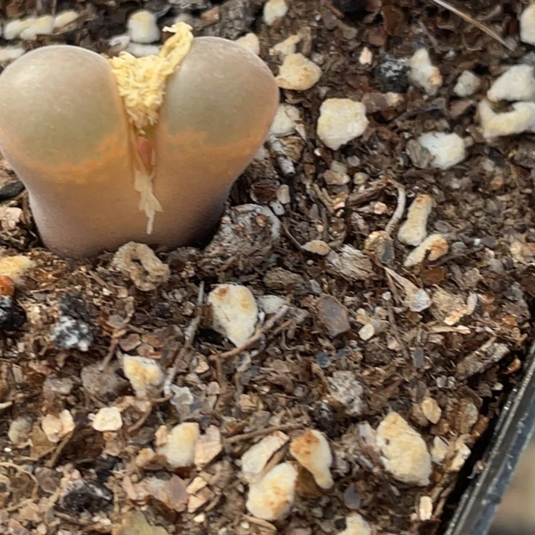 3-92风铃多肉植物