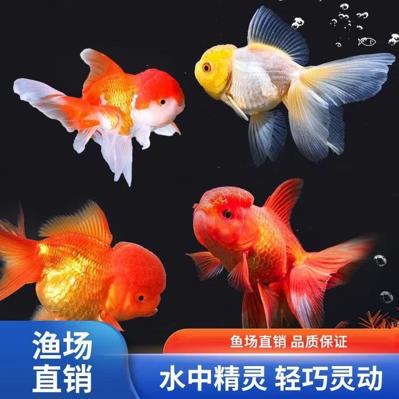 【国粹金鱼】8条6-8厘米耐活好养丹顶金鱼红狮金鱼鎏金金鱼龙睛金鱼