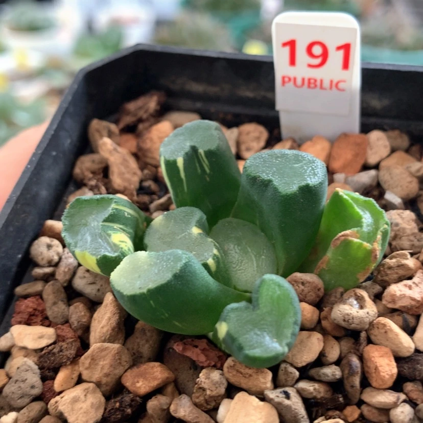 【闪购商品】191万象