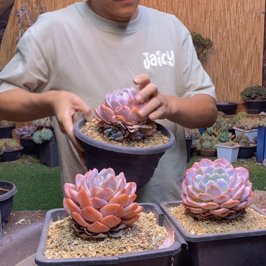 沐***?2颗78号橙子多肉