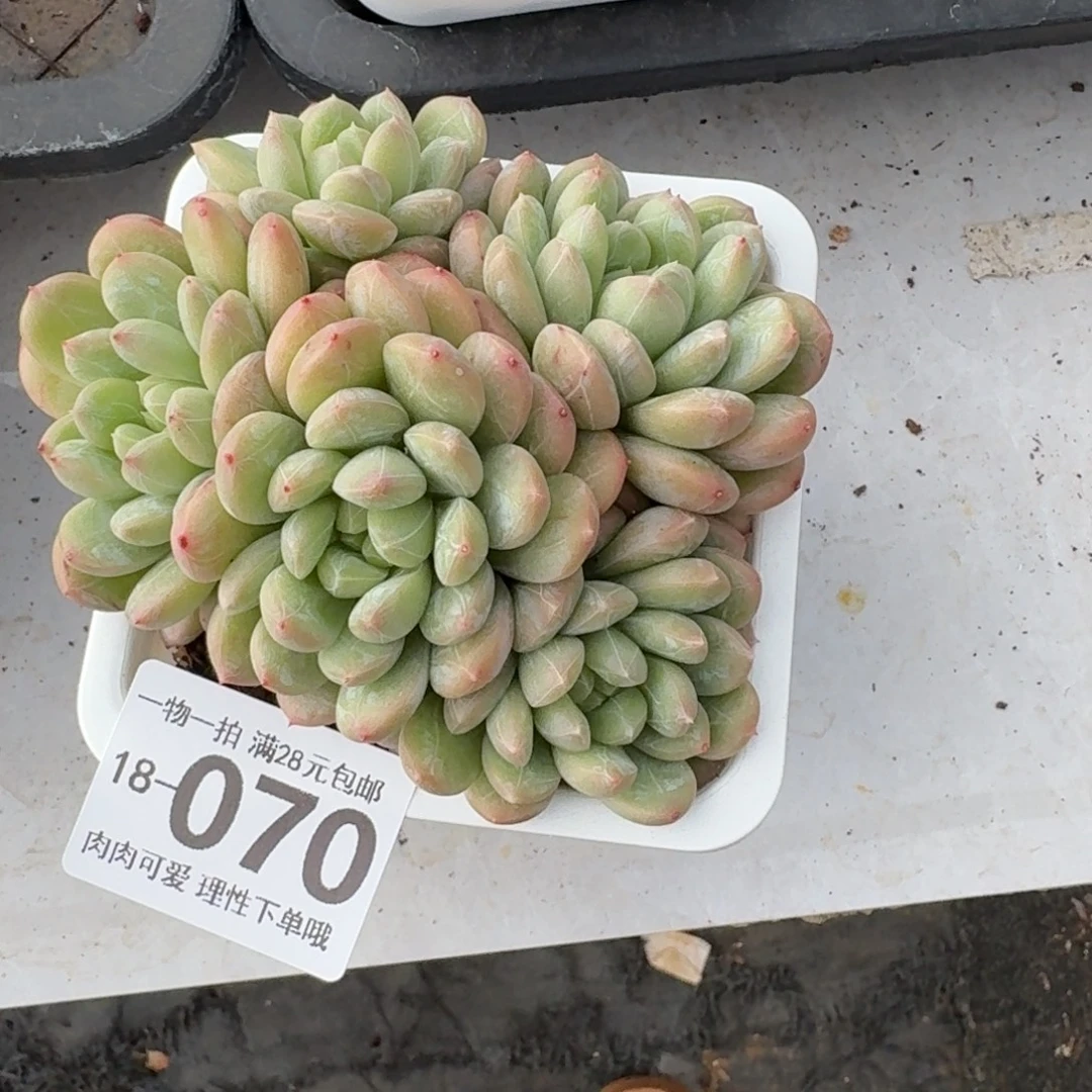 百达翡翠无盆土发货无