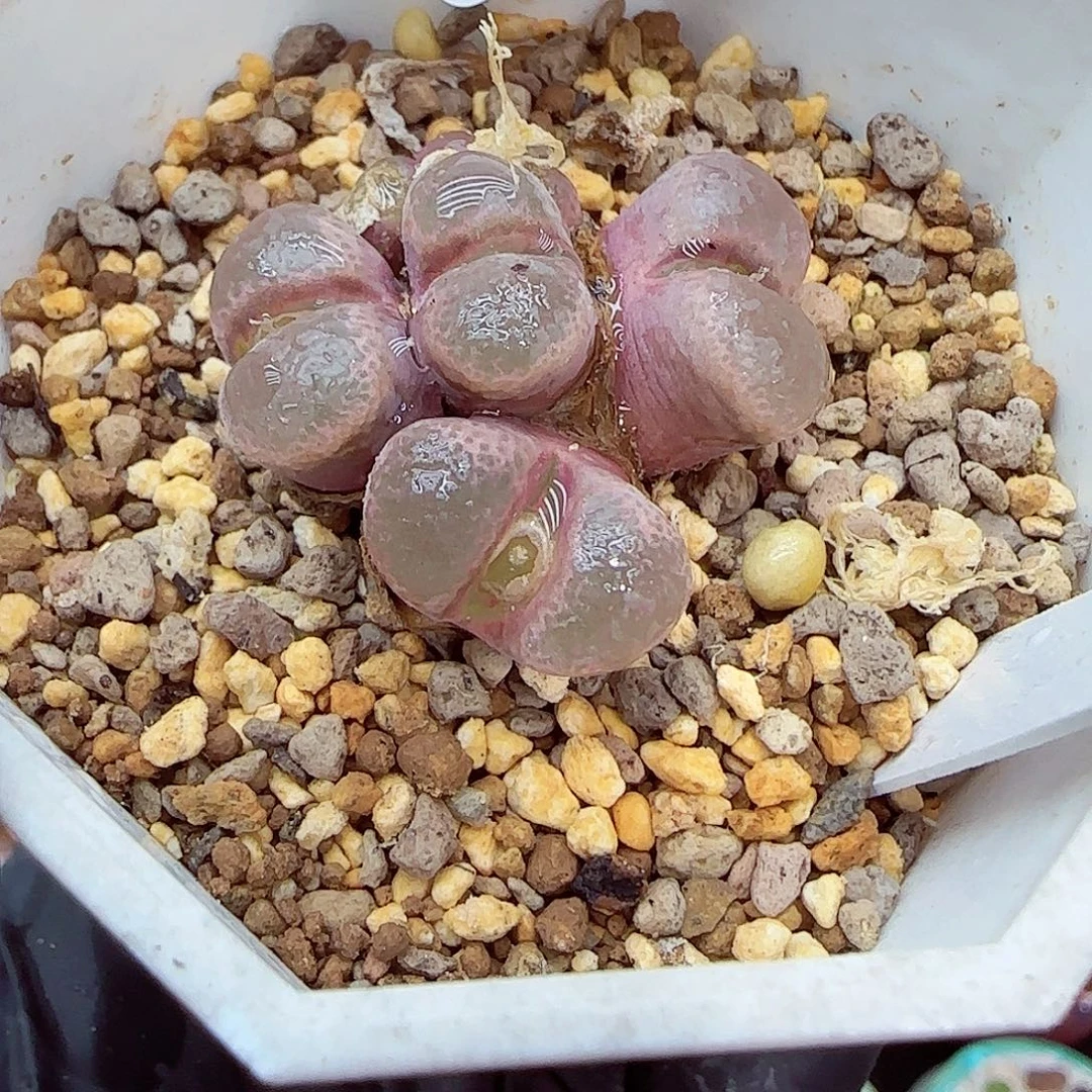 生石花满18包邮1213-61