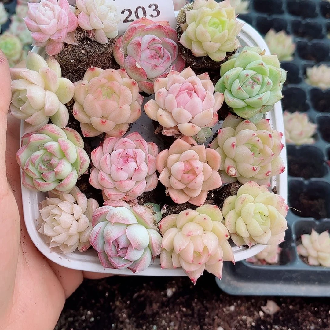 1-203 新疆西藏内蒙不发12.8包邮2-3公分多肉