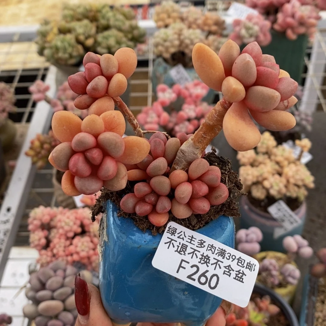 先锋派260/7cm福利