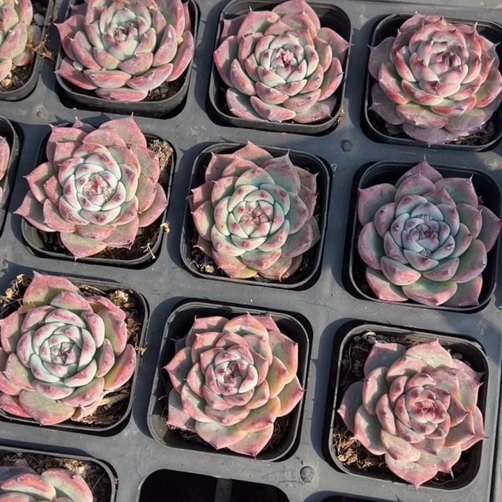 惊鸿娃娃一颗量拍多肉满20包邮初7发