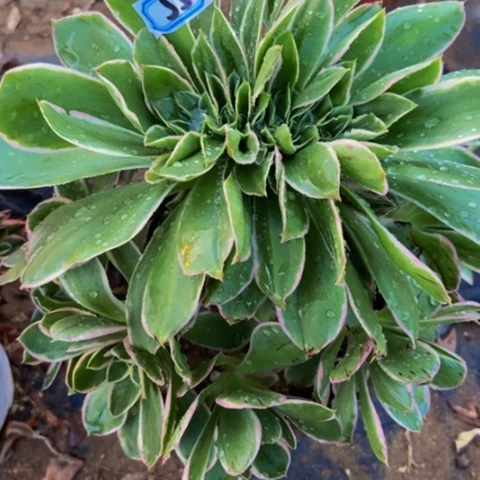 众星捧月，唯我独尊大叶绿玫瑰锦缀多肉55多肉