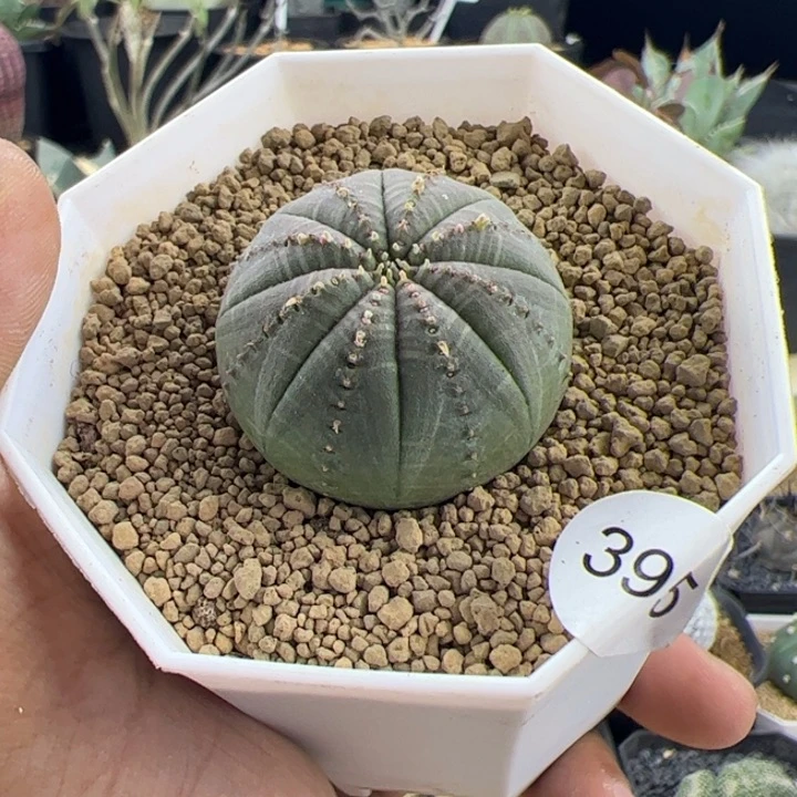 夏*?欧布一物一拍默认脱土发
