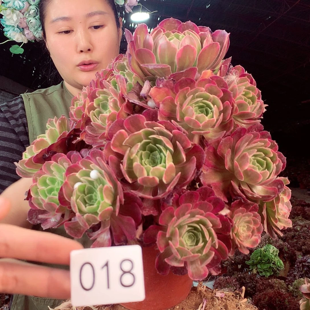 无花朵柒哥多肉法师不包侧断枝18
