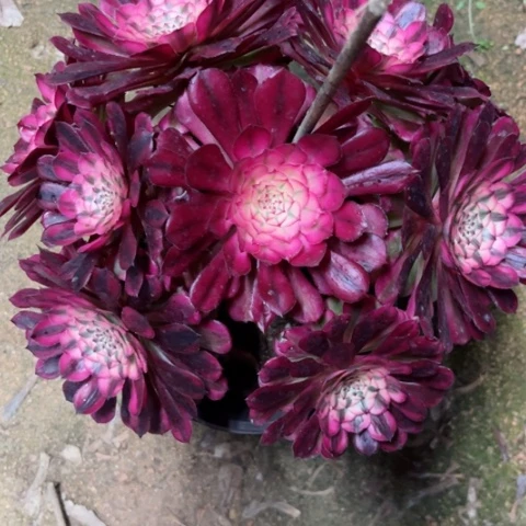 恩*多肉植物红铜白锦。