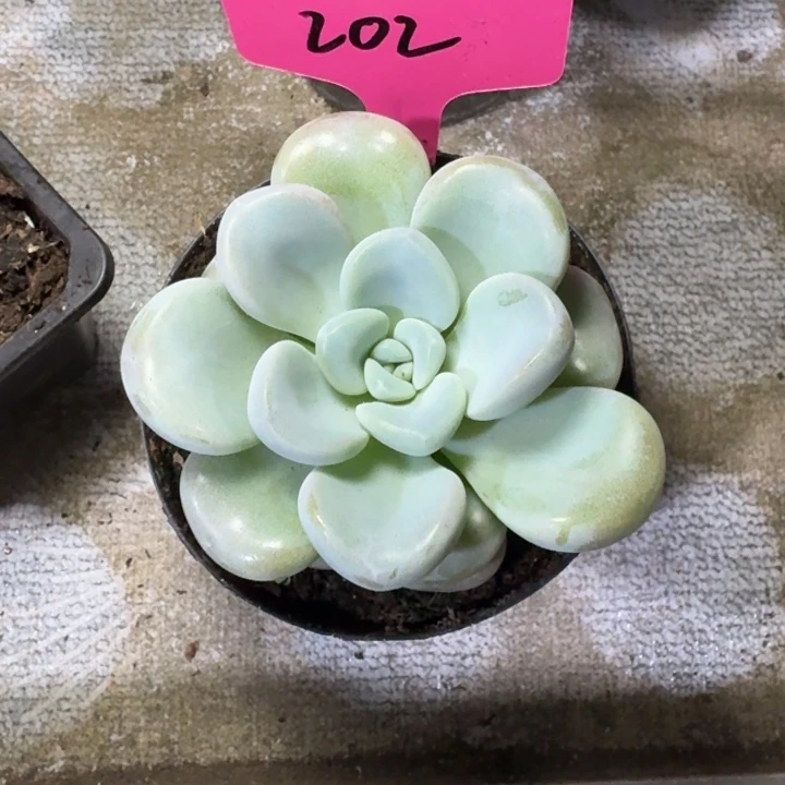 202玉麒麟新号福利价