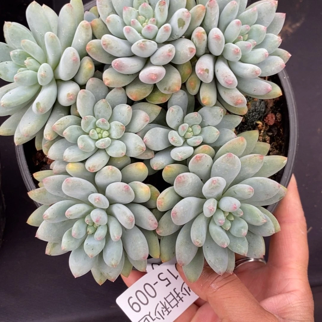 两单包邮1015-9菩提子