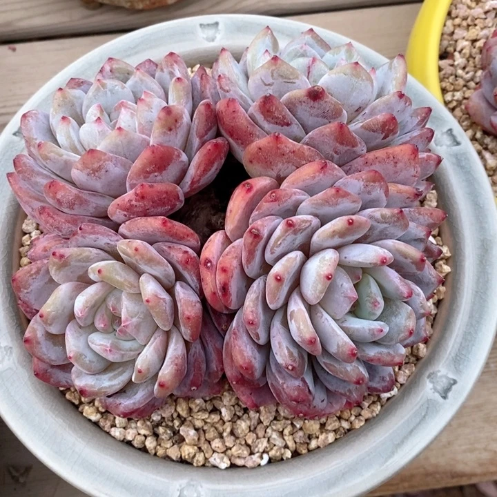 梦露 韩货精品666