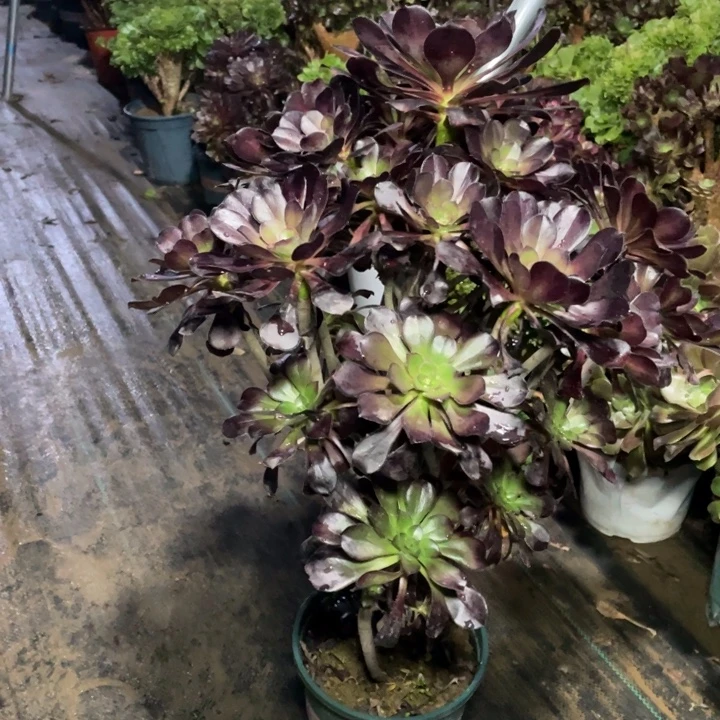 88圆叶黑法师多肉植物多肉