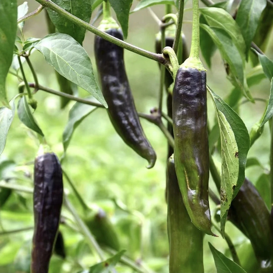 【西藏易贡/朗县头茬辣椒 原产地直发5斤装】幸福林芝 助农活动