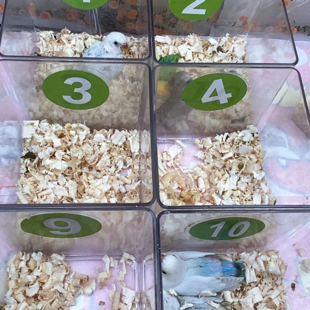 虎皮鹦鹉给****?牡丹