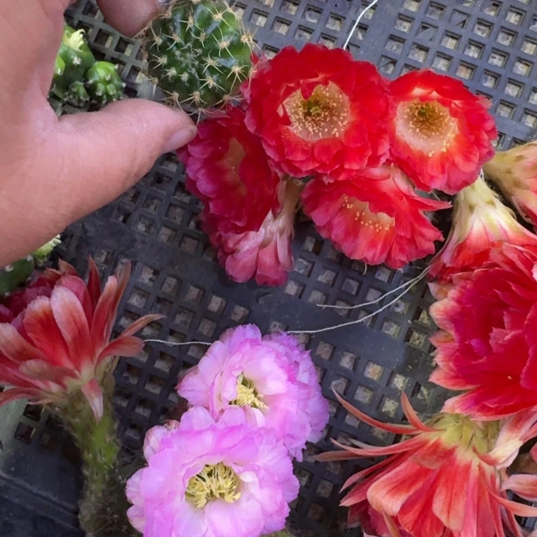 341丽花红舞裙歪无根侧牙3公分左右，20包邮