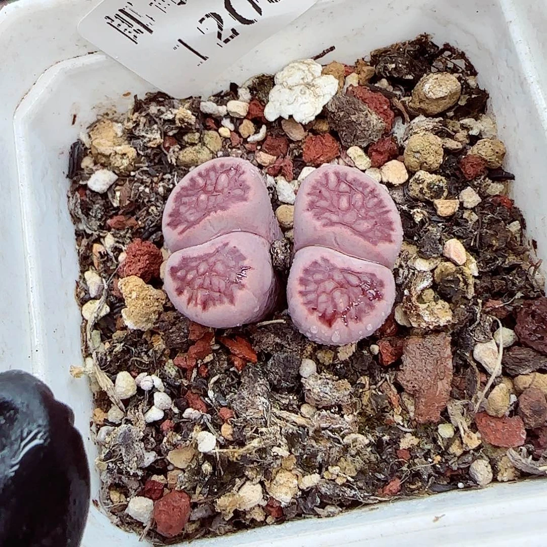 生石花满18包邮1203-184