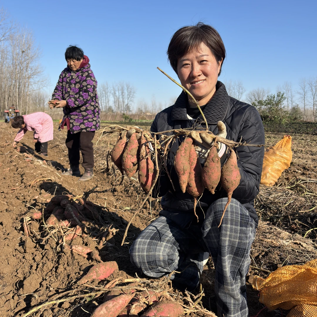 烟薯25号 新鲜现挖沙地蜜薯黄心红薯软糯香甜