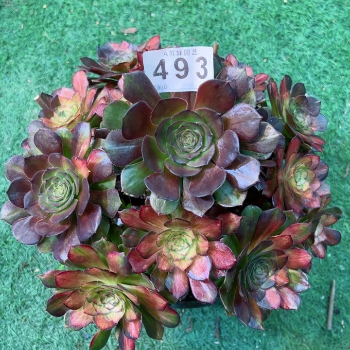 完全开放493海王七彩