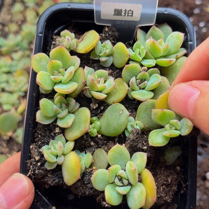 玉笛切糕多肉植物