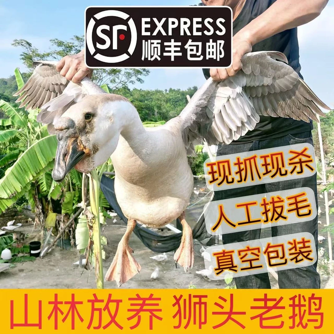 【一斤左右】汕头特大种狮头鹅肉 农村散养  肉质鲜美