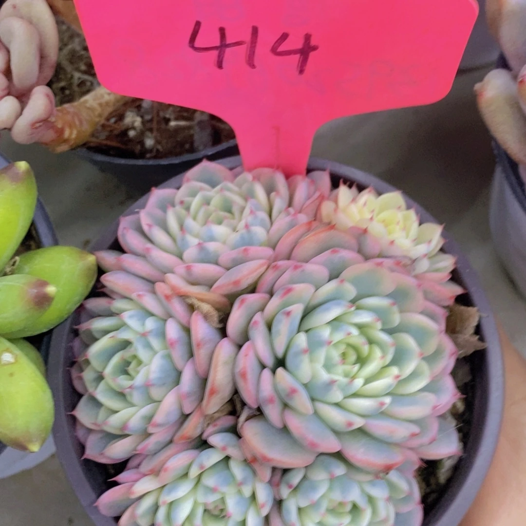 开心多肉，买5给1号