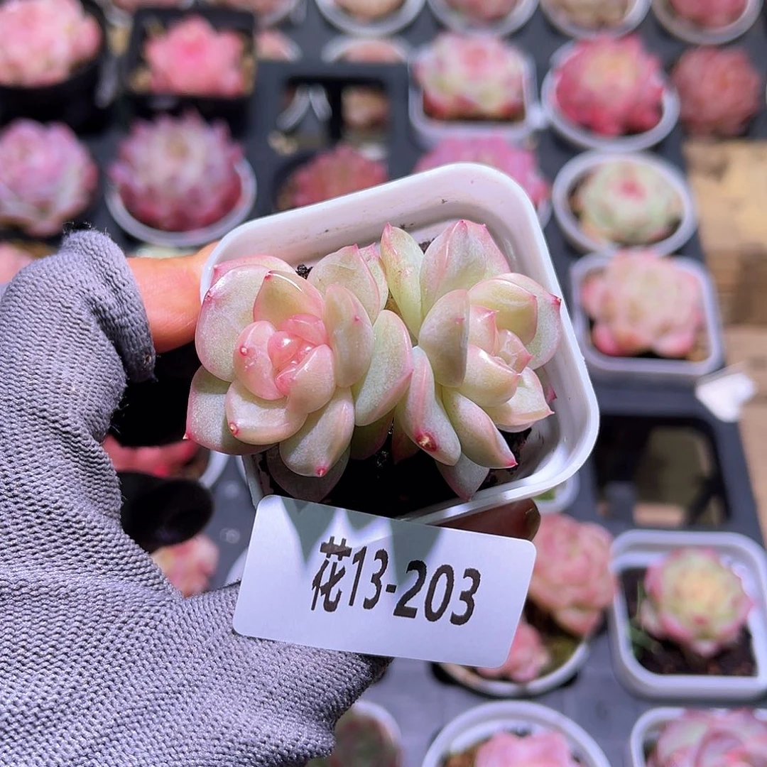 花13-203新品珍妮