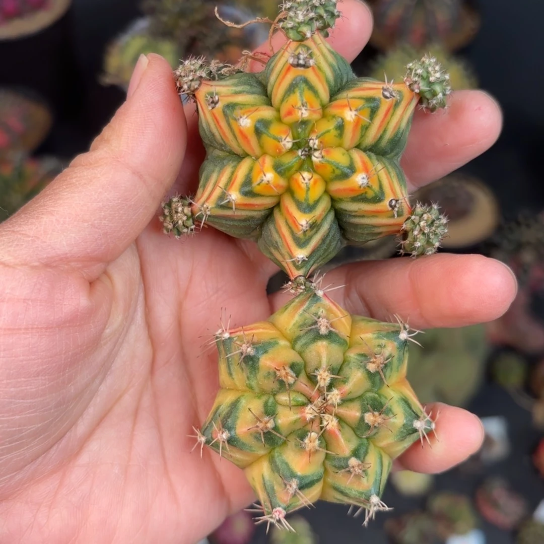 泰系米哈仙人球500