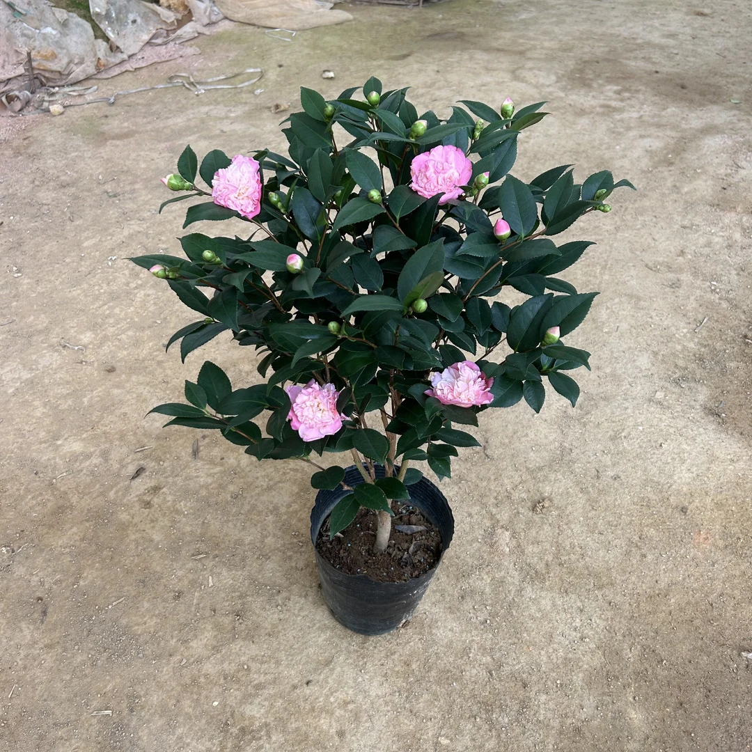 小陈,香妃68山茶花浓香型烈香花卉绿叶植物庭院阳台客厅好养盆栽
