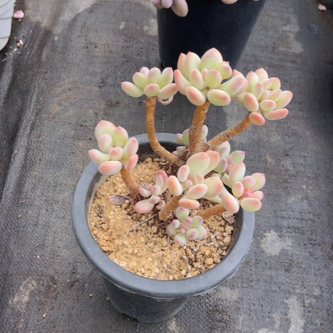 无花朵沐*友家多肉一物一拍