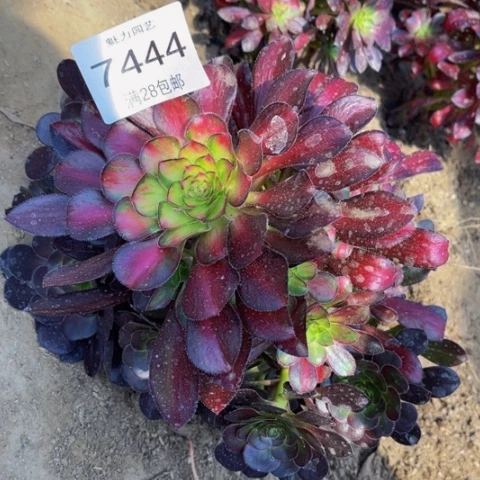 魅力多肉多肉肉7444